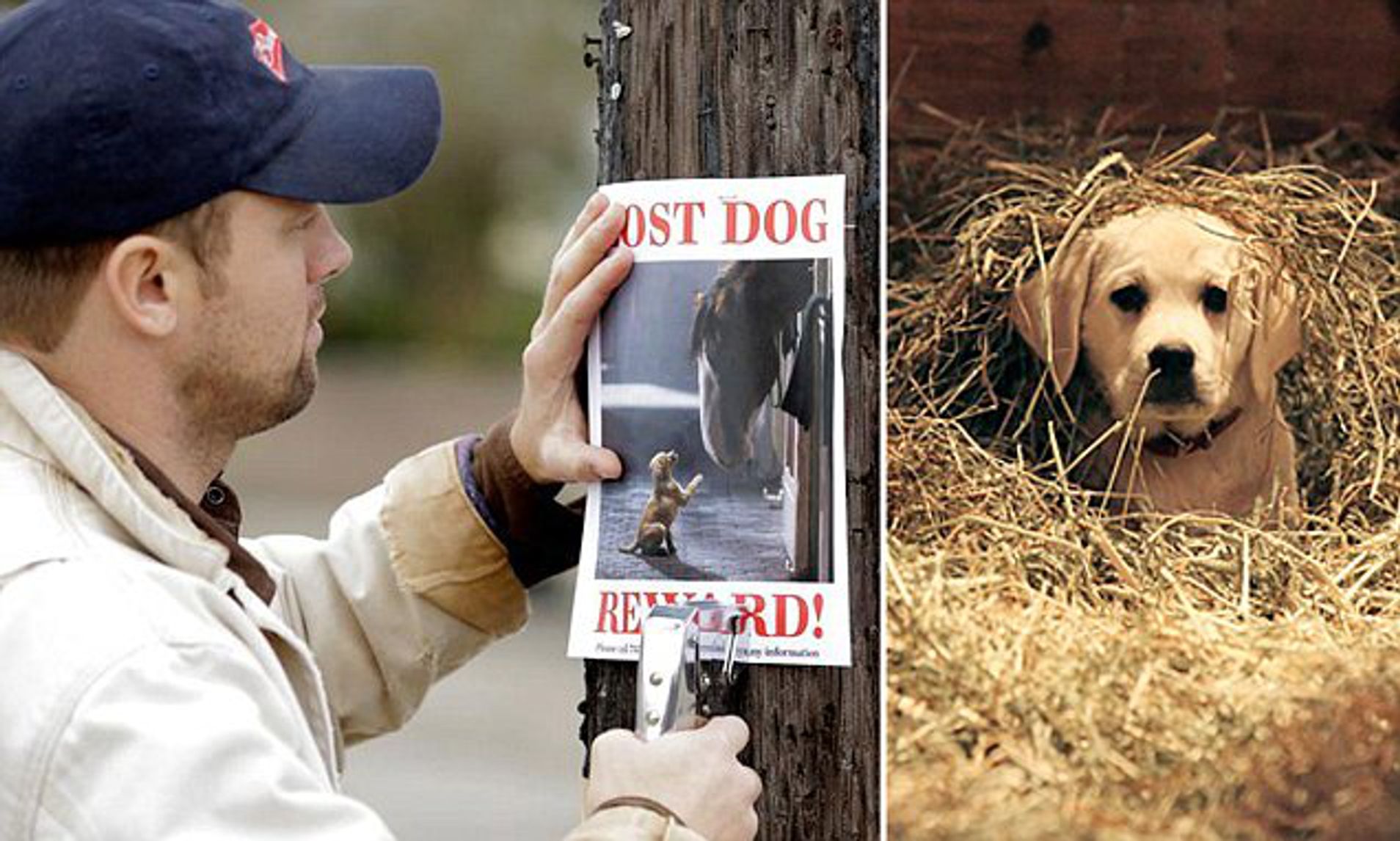 The Budweiser Clydesdale Horses Help A Poor Lost Puppy Dog